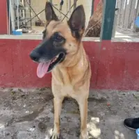 Adopta a Raily