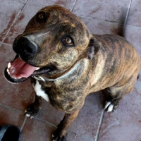 Adopta a Mina