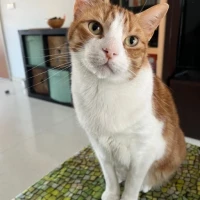 Adopta a Simba