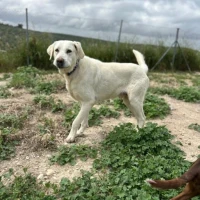 Adopta a Copo, Cruce De Mastín Y Labrador
