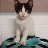 Adopta a Flash