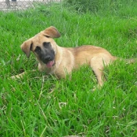 Adopta a India