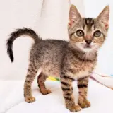 Adopta a Tuki