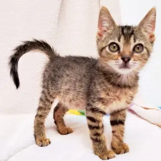 Tuki