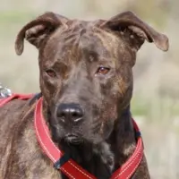 Adopta a Tecla