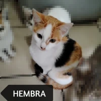 Adopta a Sin Nombre