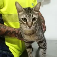 Adopta a Chicote