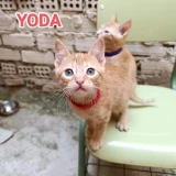 Adopta a Yoda