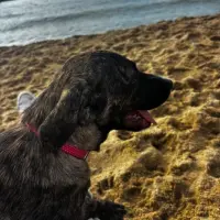 Adopta a Rocio