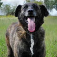 Adopta a Leo de Burzaco