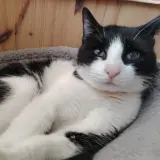Adopta a Montana