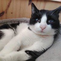 Adopta a Montana