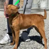 Adopta a Patricio