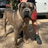Adopta a Manny