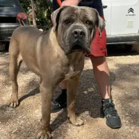 Adopta a Manny