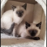 Adopta a Laila Y Manu An