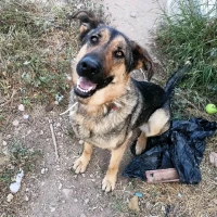 Adopta a Jessie