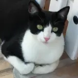 Adopta a Milu