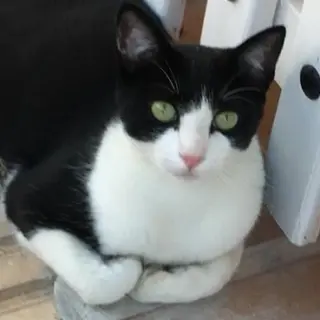 Milu