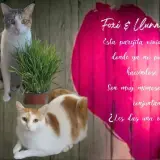 Adopta a Foxi & Lluna
