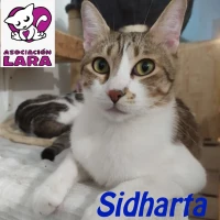 Adopta a Sidharta