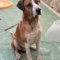 Adopta a Tomás