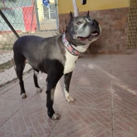 Adopta a Negra