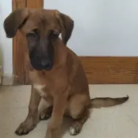 Adopta a Medellín