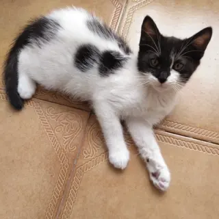 Sofía