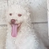 Adopta a Snow