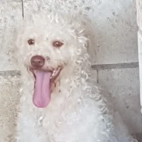 Adopta a Snow