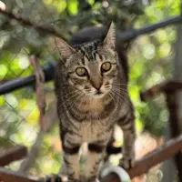 Adopta a Charro