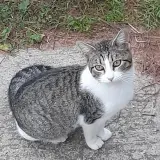Adopta a Bella