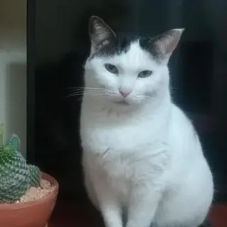 Betsi