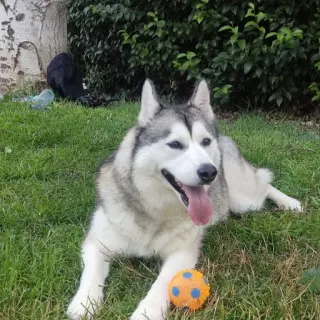 Shiba