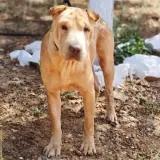 Adopta a Freddie