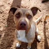 Adopta a Angy