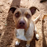 Adopta a Angy