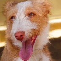 Adopta a Flora