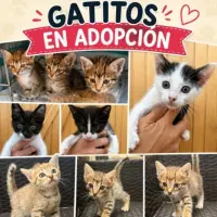 Adopta a Gatitos Bebés