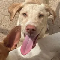 Adopta a Vainilla