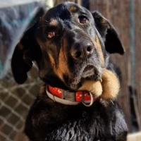 Adopta a Uva