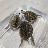 Adopta a Tortoise