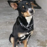 Adopta a Kratos