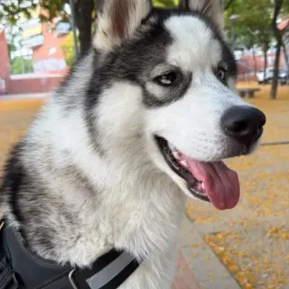 Kai