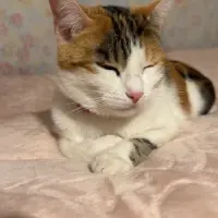 Adopta a Mimi