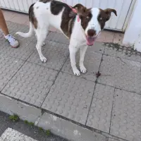 Adopta a Rafa, Perrito Joven  Tlf  645978718