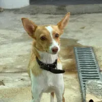 Adopta a Teresa, 6 Kg, Tlf 645978718