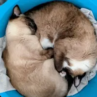 Adopta a Coco Y Greta