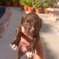 Adopta a Merengue Tlf De Contacto 645978718